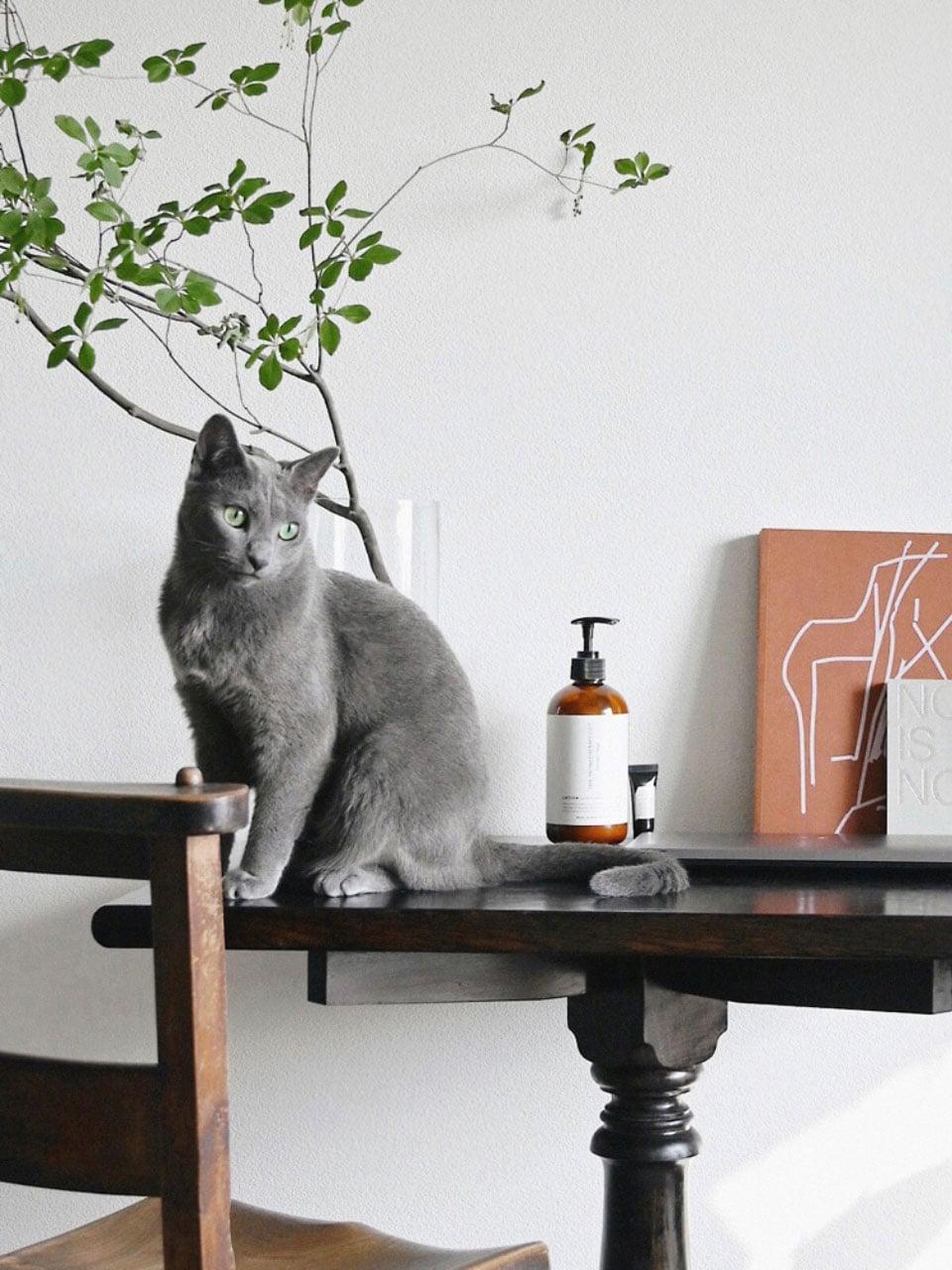 私と部屋 　三好 彩七さん愛猫