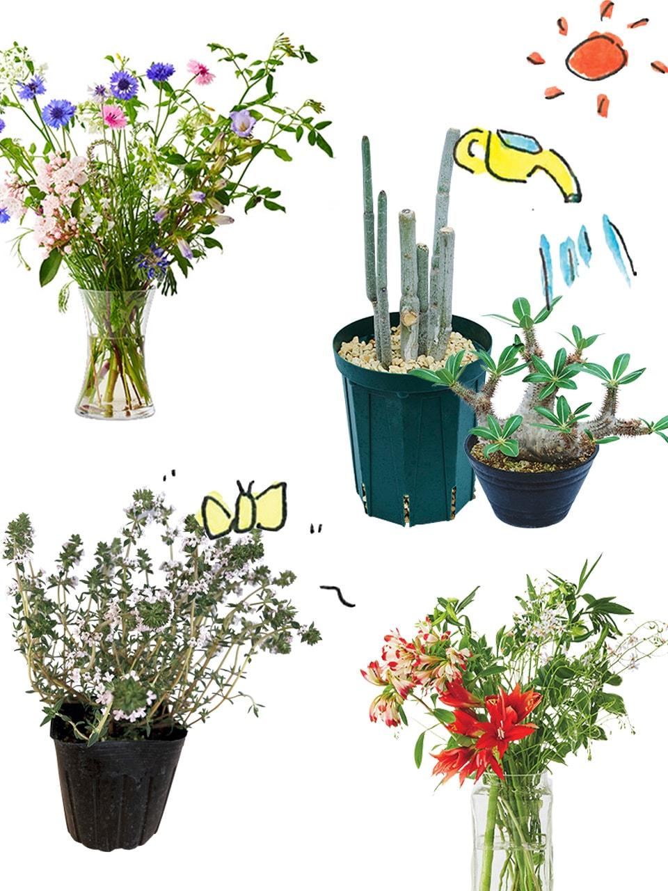 植物 ナーサリー