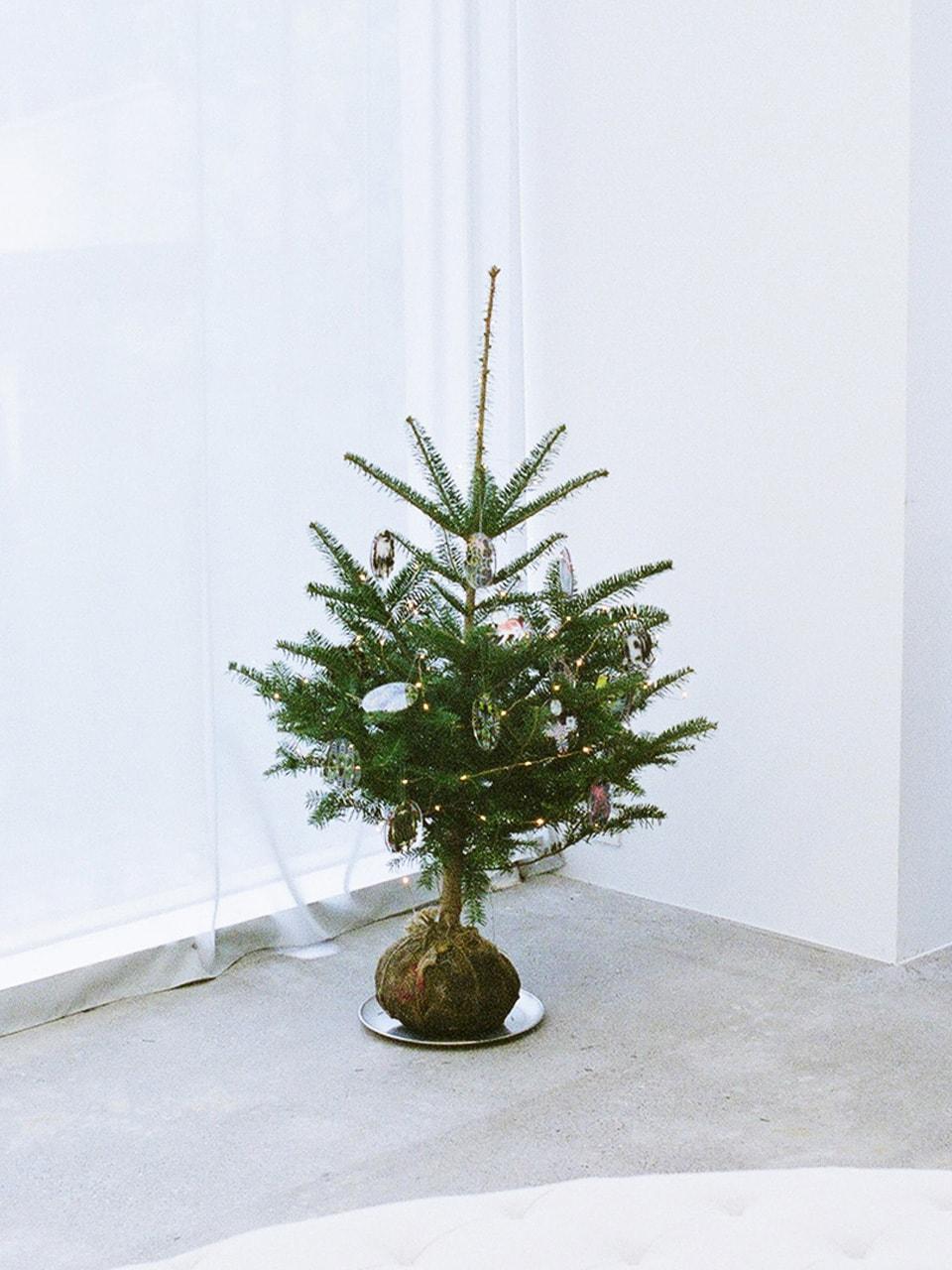 クリスマス もみの木 カーサツリー