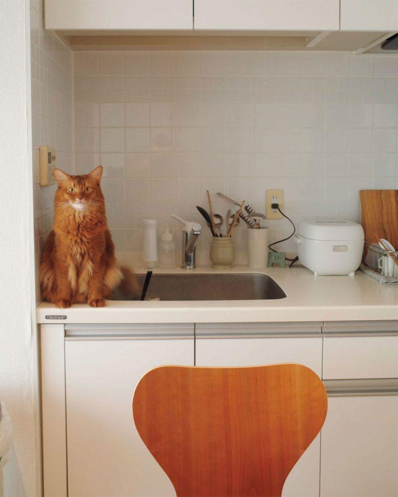 うちのにゃんこ自慢 vol.2