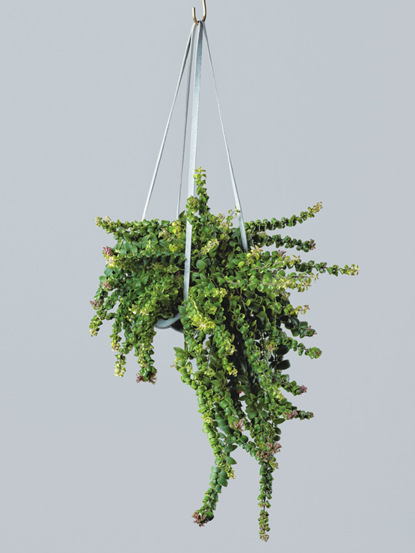 エスキナンサス