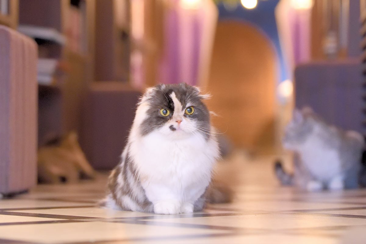 マンチカンのポチ - Slide:3