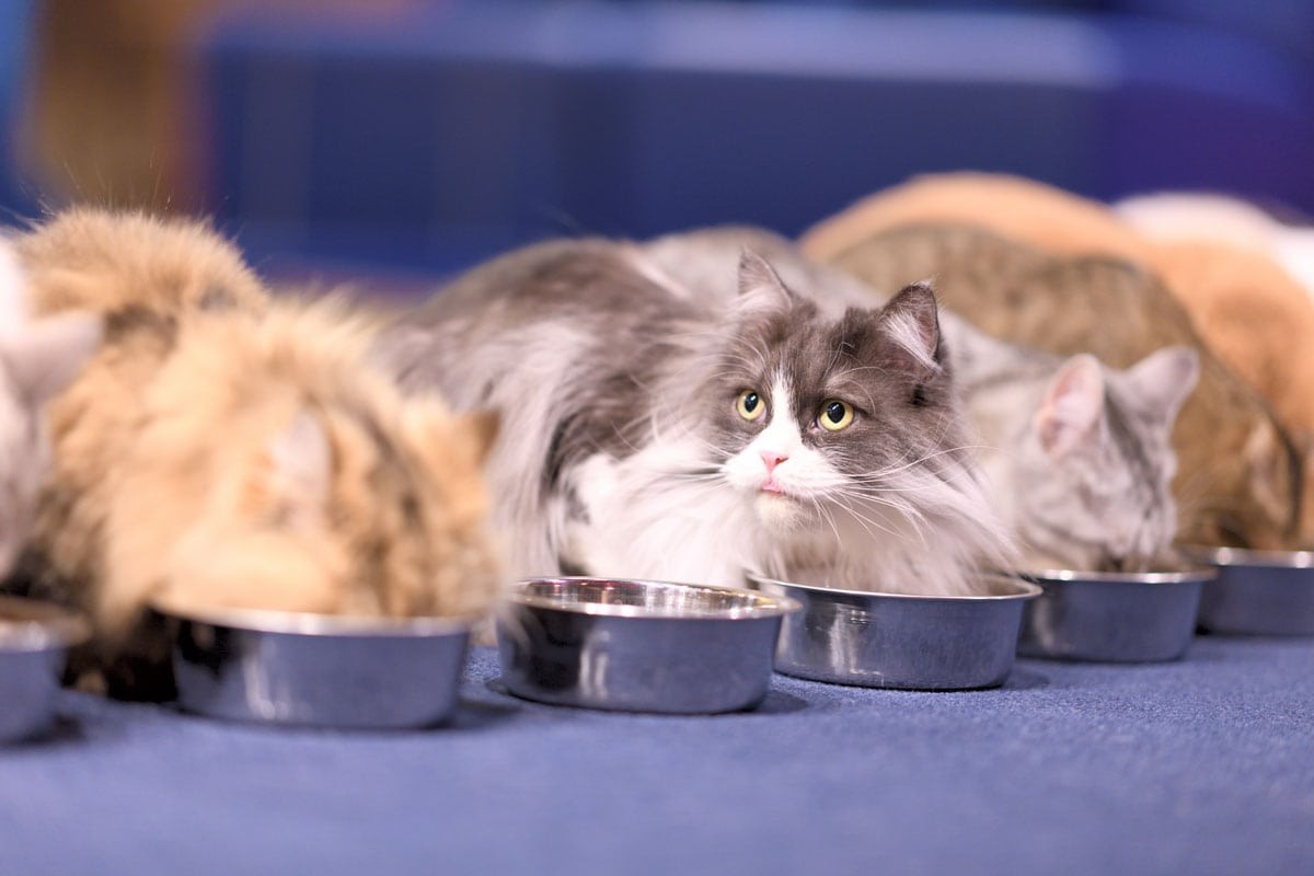 猫カフェMOCHA ご飯タイム - Slide:10