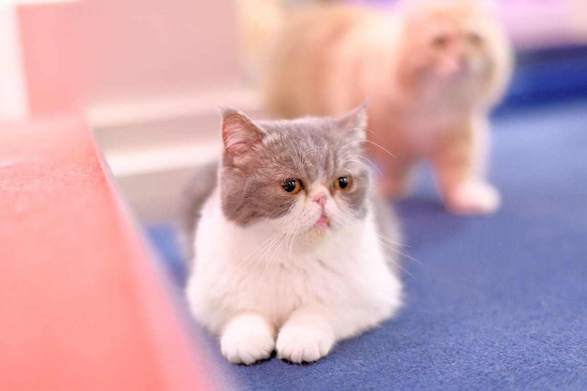 エキゾチックショートへアのタルタル - Slide:5