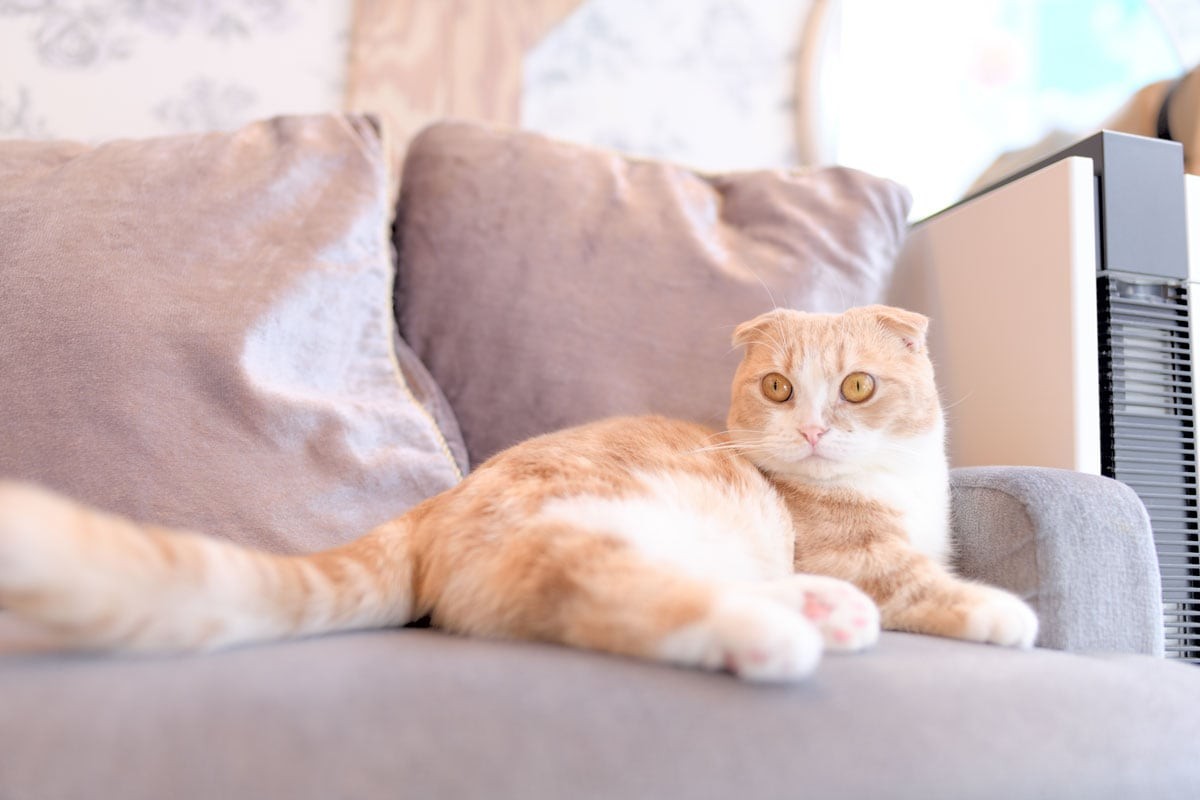 マンチカンのきび - Slide:7