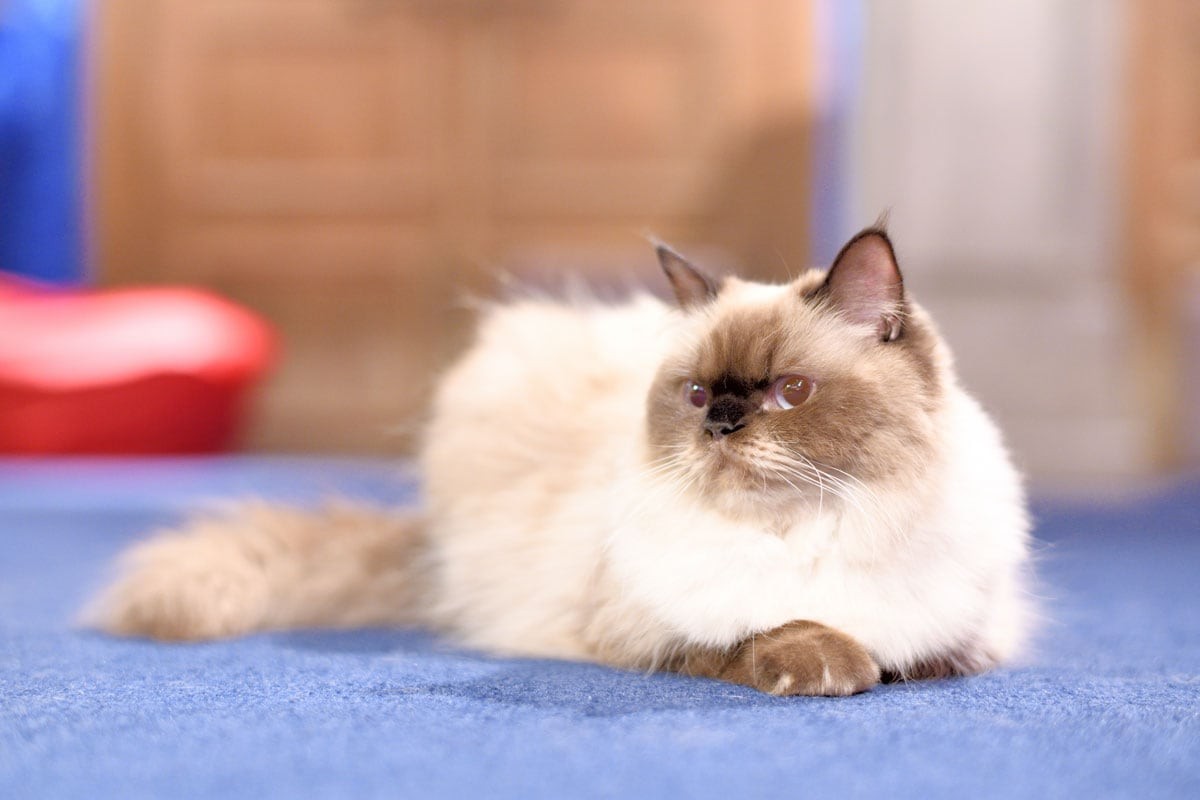 猫カフェMOCHA ピカソ - Slide:6