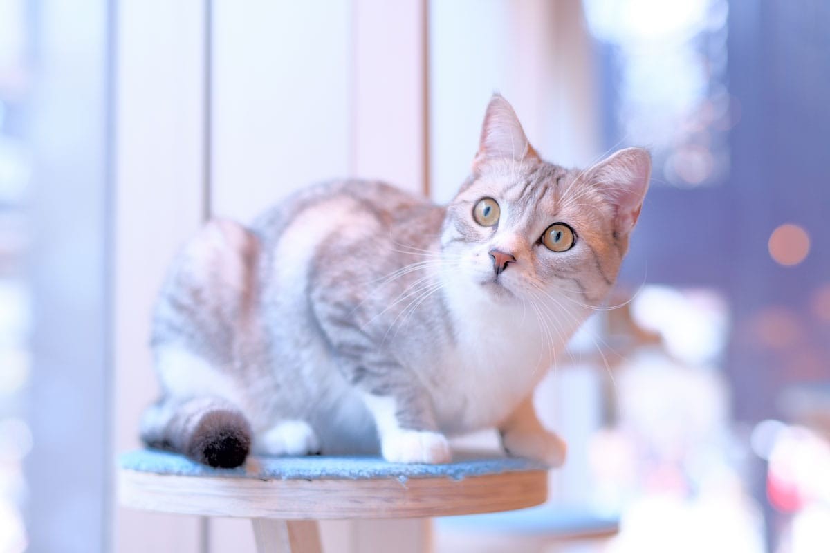 岡村靖幸さんを猫カフェ「モカ」で撮影！原宿駅から徒歩1分の癒やし空間。GINZA2019年7月号 - Slide:8