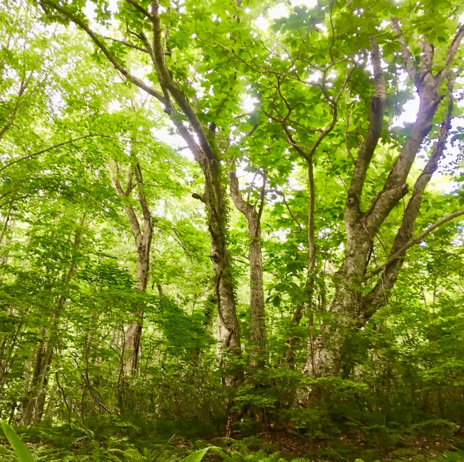 2019年のMYベスト。森林セラピーガイド、内藤記世さんが癒された森林BEST3 - Slide:5