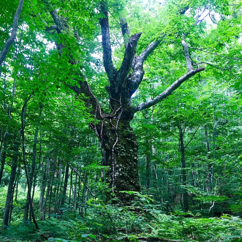 白神山地 - Slide:3