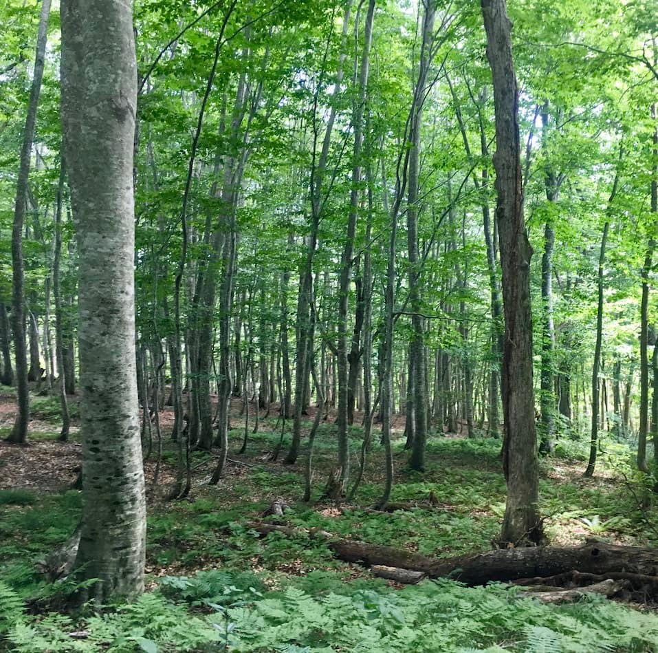 白神山地 - Slide:4