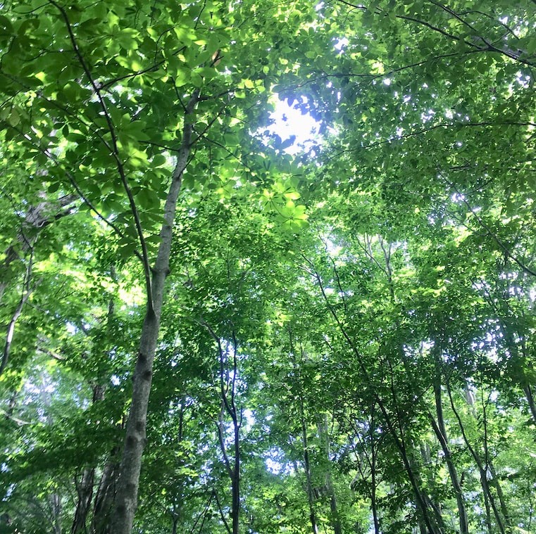 白神山地 - Slide:2