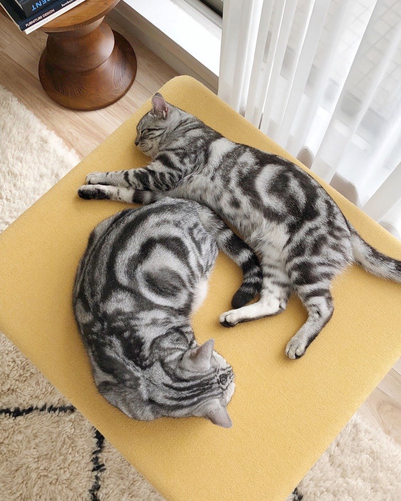 私と部屋 ジュエリー FIVE THIRTY PARK 愛猫 - Slide:4