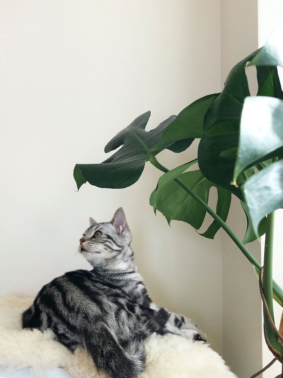 私と部屋　ジュエリー　 FIVE THIRTY PARK　愛猫