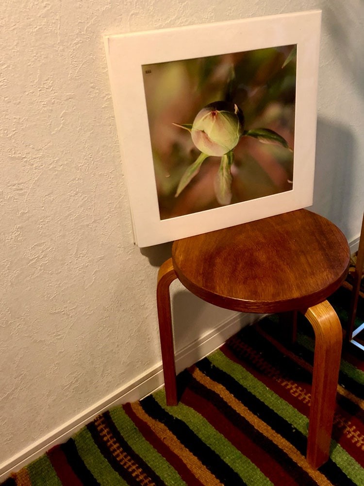 愛犬 私と部屋 植物 ガーデニング ラグ - Slide:6