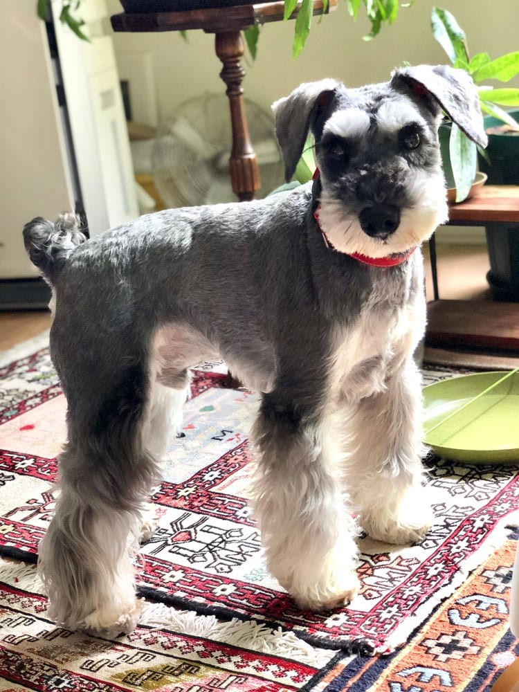 私と部屋 植物 ガーデニング ラグ - Slide:10