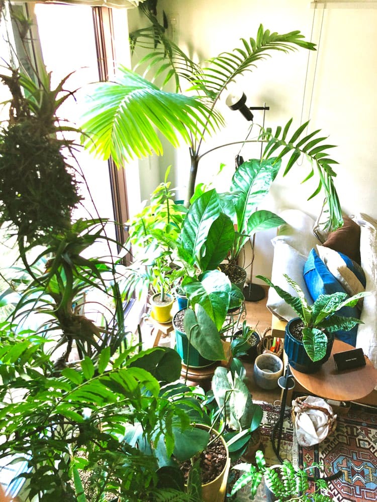 私と部屋 植物 ガーデニング ラグ - Slide:2