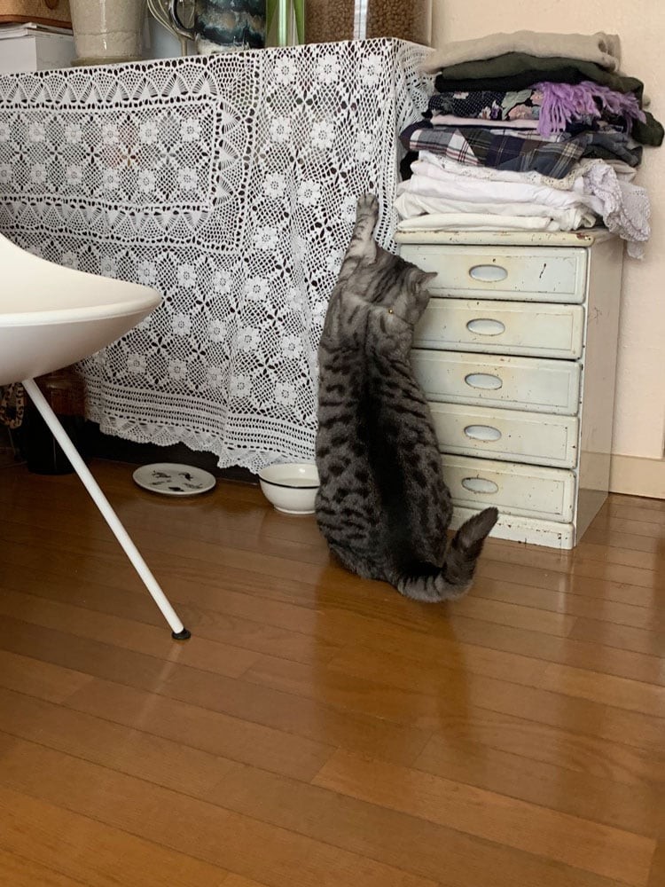 私と部屋　愛猫 - Slide:4