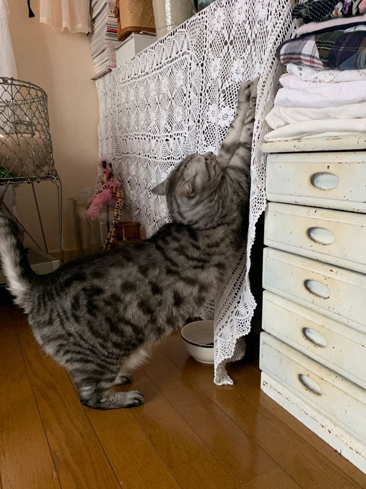 私と部屋　愛猫 - Slide:5