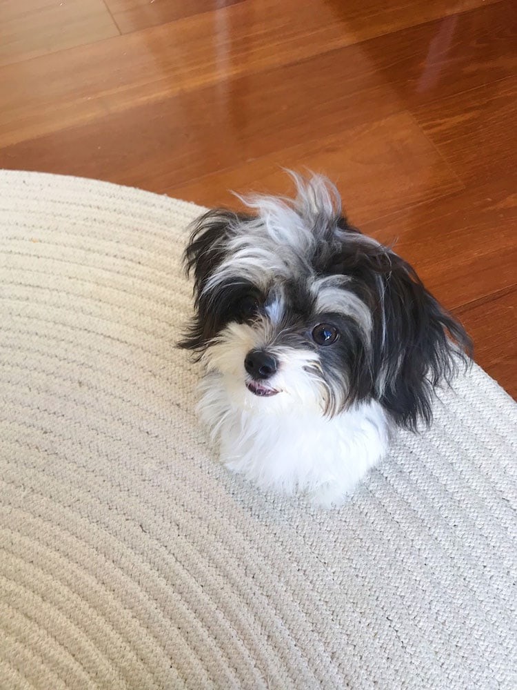 私と部屋　デザイナー　愛犬 - Slide:3