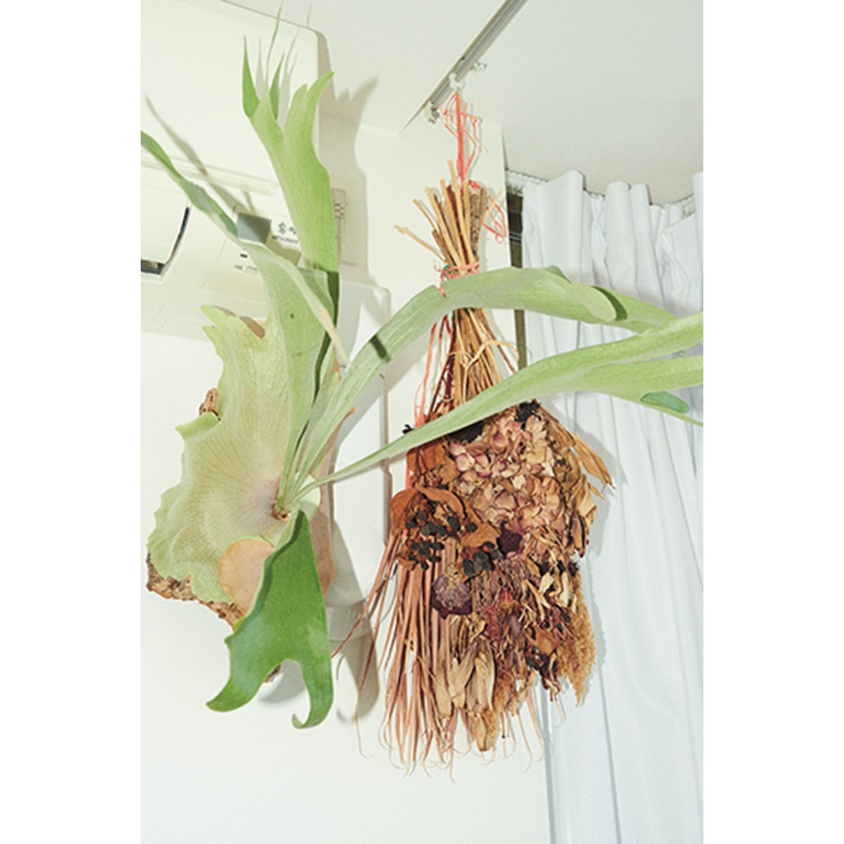 部屋 観葉植物 木本梨絵/クリエイティブディレクター - Slide:5