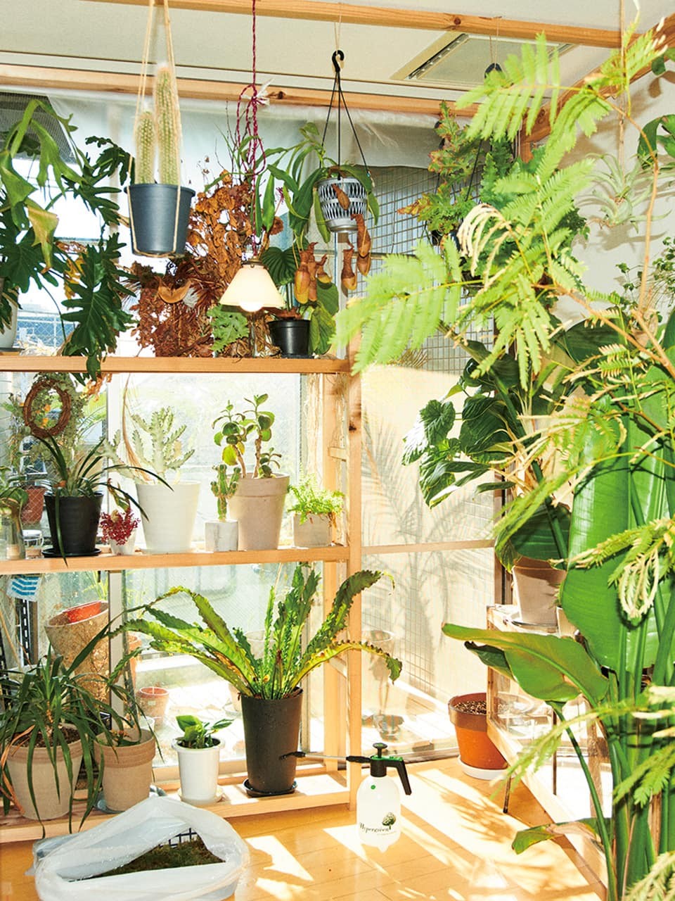 部屋　観葉植物 梶谷文雄