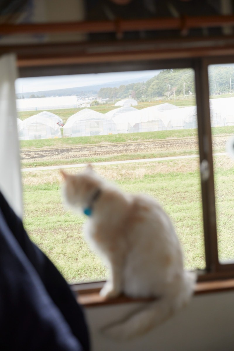 伊藤万理華|誰かのホーム・スイート・ホーム|ひらのりょうさんの飼い猫 - Slide:4