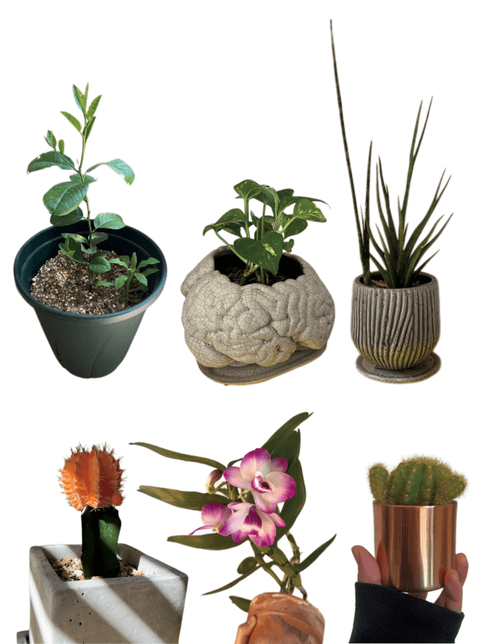 あいみょん花日記