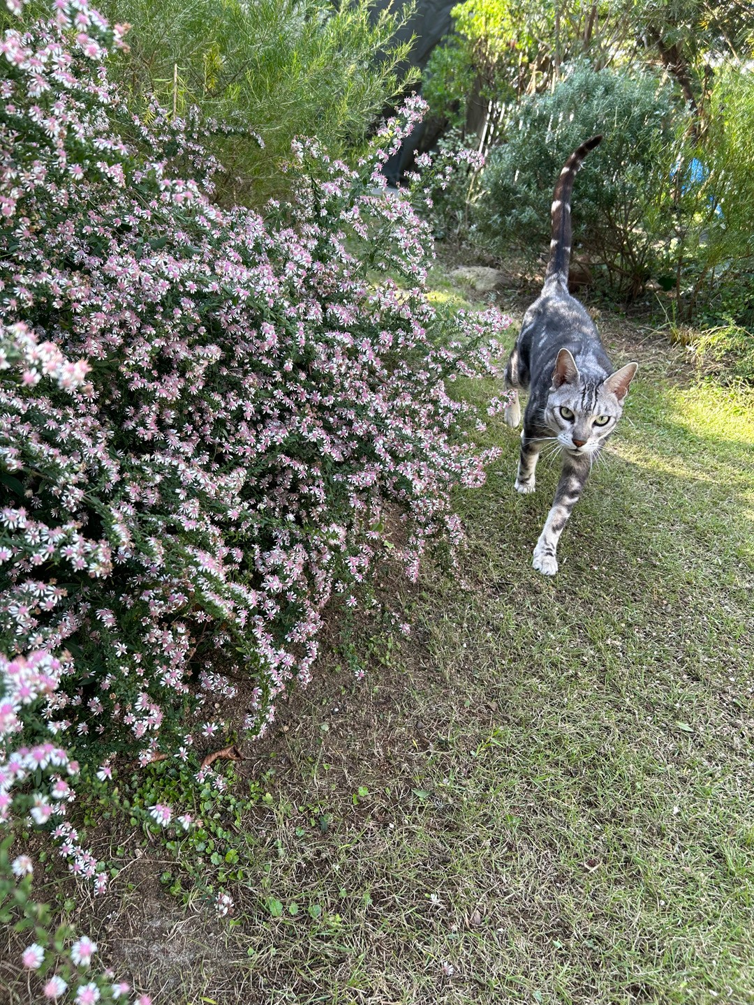 私と部屋 vol.120 豊かな自然と共に暮らす - Slide:4