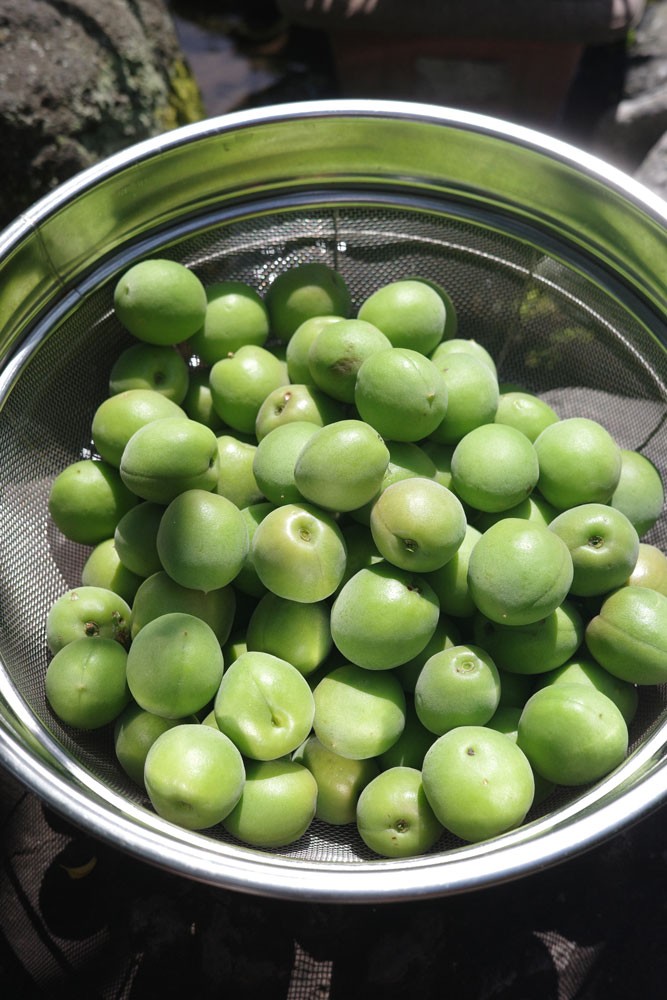 姉妹でつづる好日日記｜梅仕事｜梅シロップ