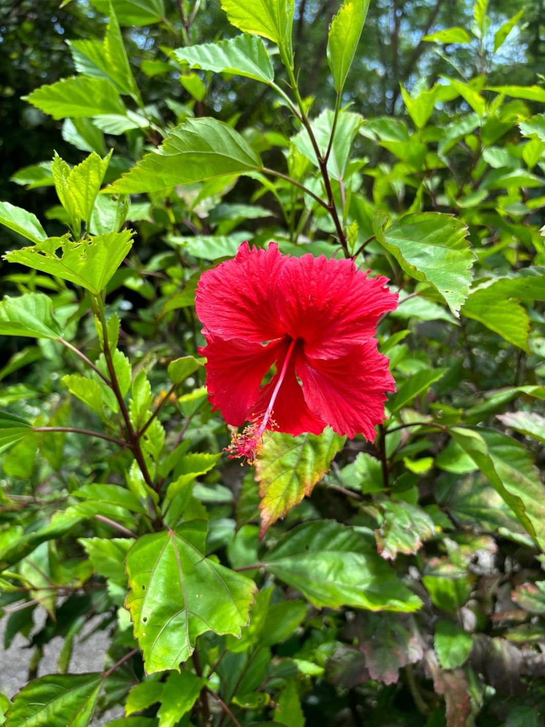 リアルなアイランドとiPhoneに映る情景 - Slide:1