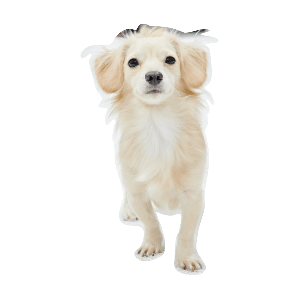 こんにちわ〜ん！わんわんスナップ vol.2 - Slide:3