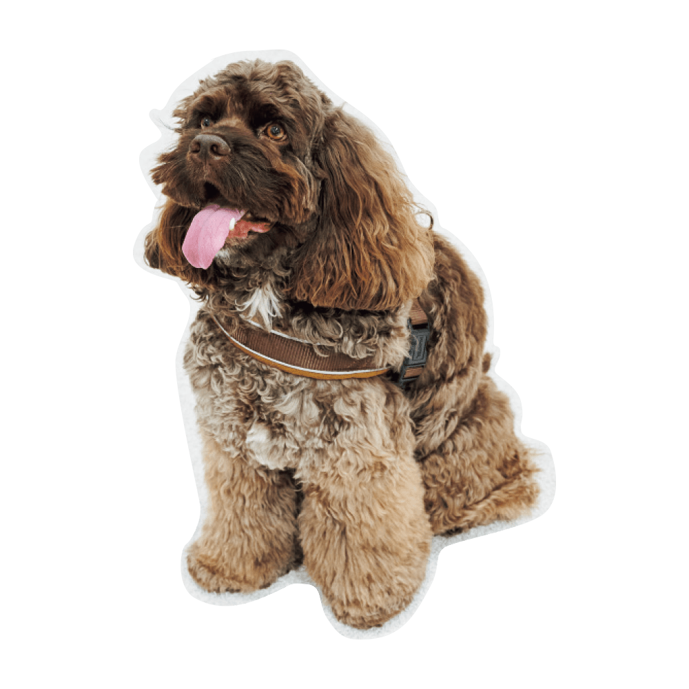 こんにちわ〜ん！わんわんスナップ vol.2 - Slide:5