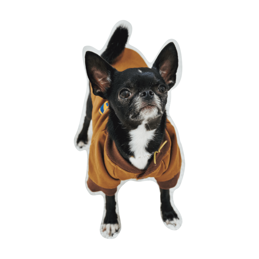 こんにちわ〜ん！わんわんスナップ vol.2 - Slide:8