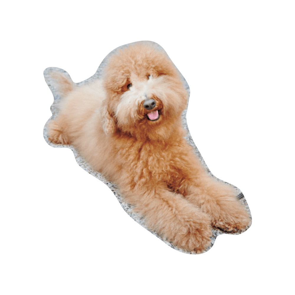 こんにちわ〜ん！わんわんスナップ vol.2 - Slide:10