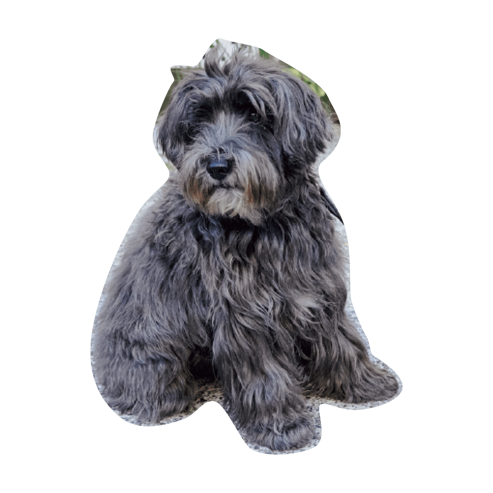 こんにちわ〜ん！わんわんスナップ vol.2 - Slide:14