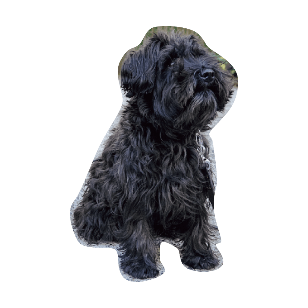 こんにちわ〜ん！わんわんスナップ vol.2 - Slide:15