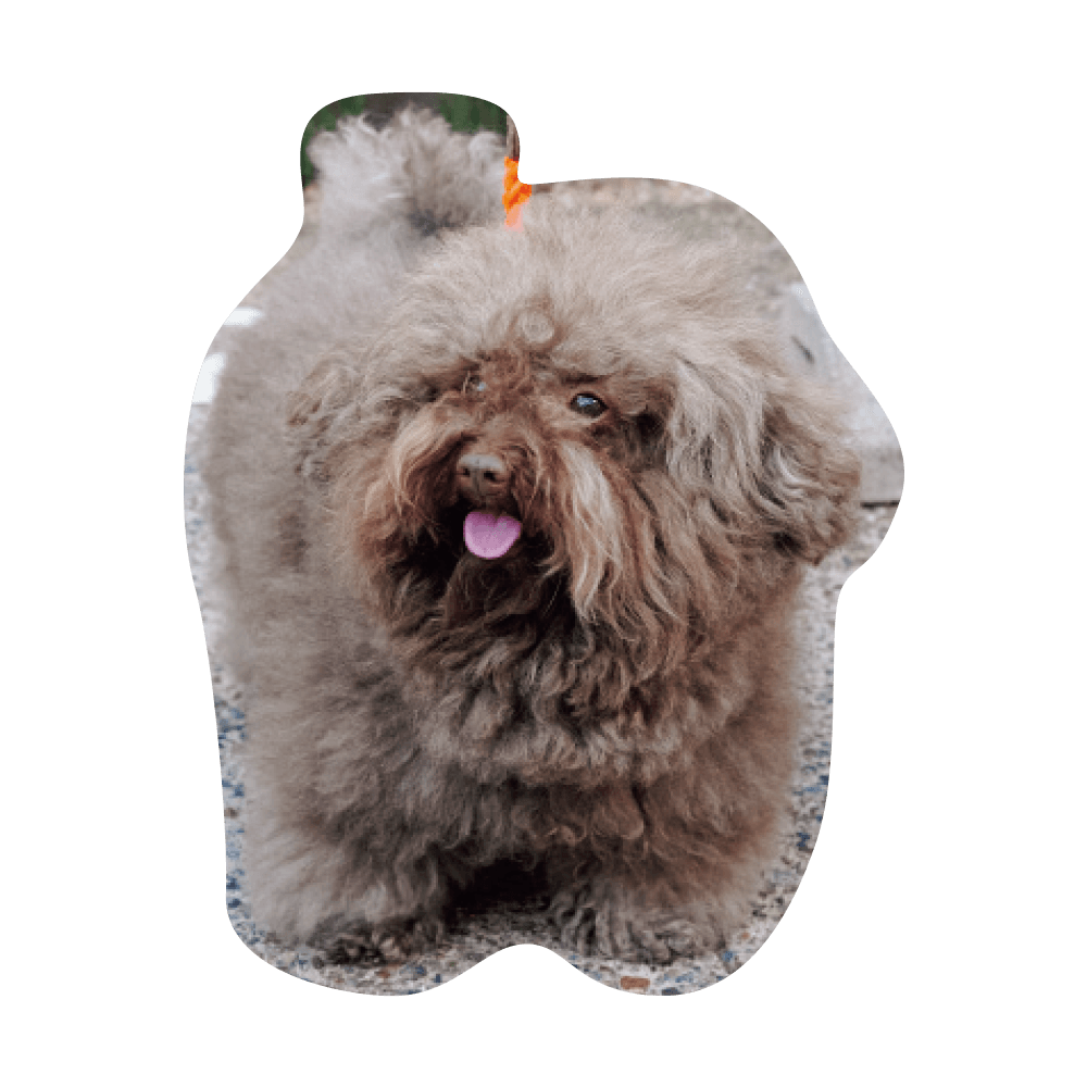 こんにちわ〜ん！わんわんスナップ vol.2 - Slide:23