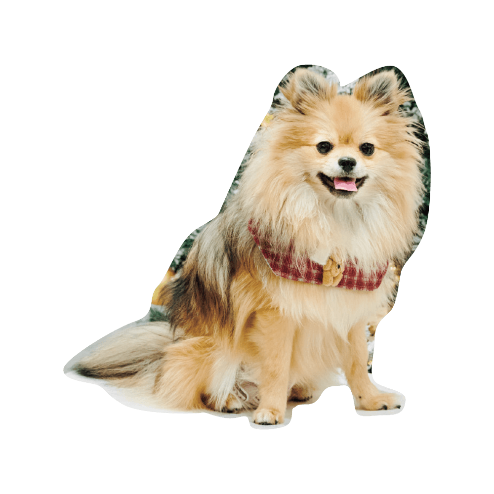 こんにちわ〜ん！わんわんスナップ vol.2 - Slide:22