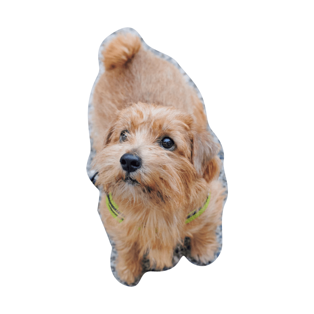 こんにちわ〜ん！わんわんスナップ vol.2 - Slide:24