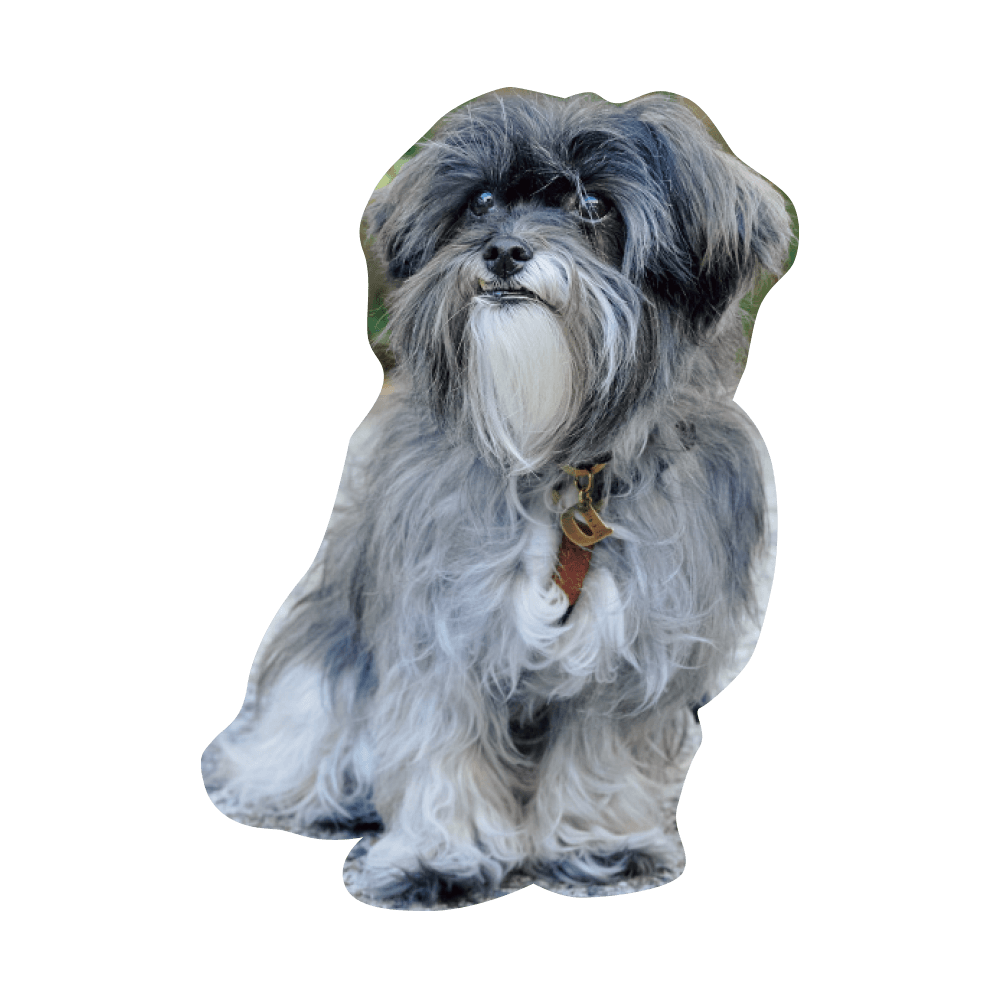 こんにちわ〜ん！わんわんスナップ vol.2 - Slide:25