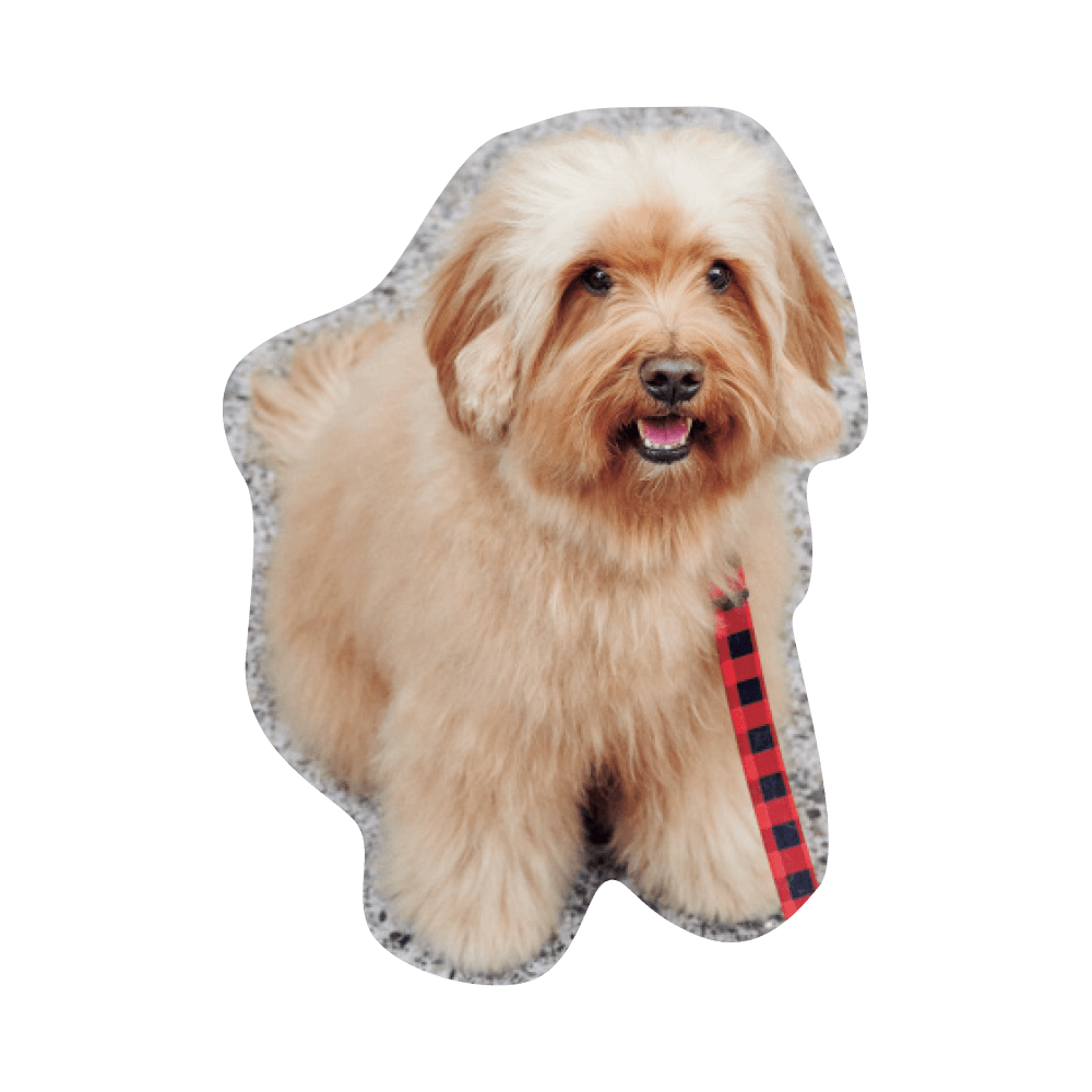 こんにちわ〜ん！わんわんスナップ vol.2 - Slide:30