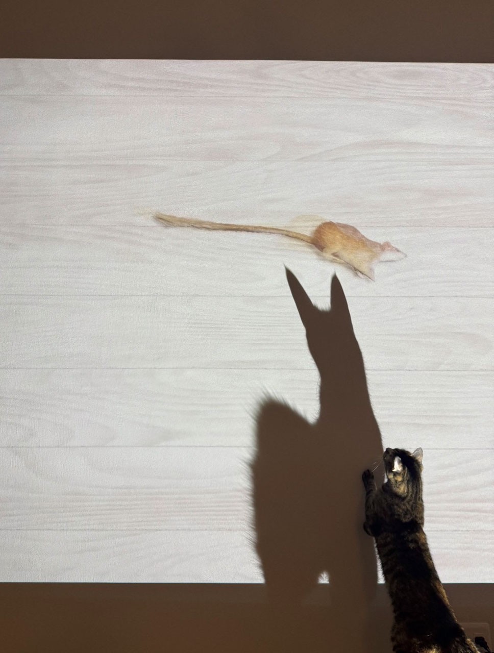 猫がいる暮らし。水川あさみとニコとコモ - Slide:11