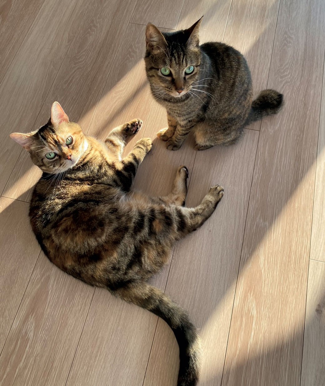 猫がいる暮らし。水川あさみとニコとコモ - Slide:3