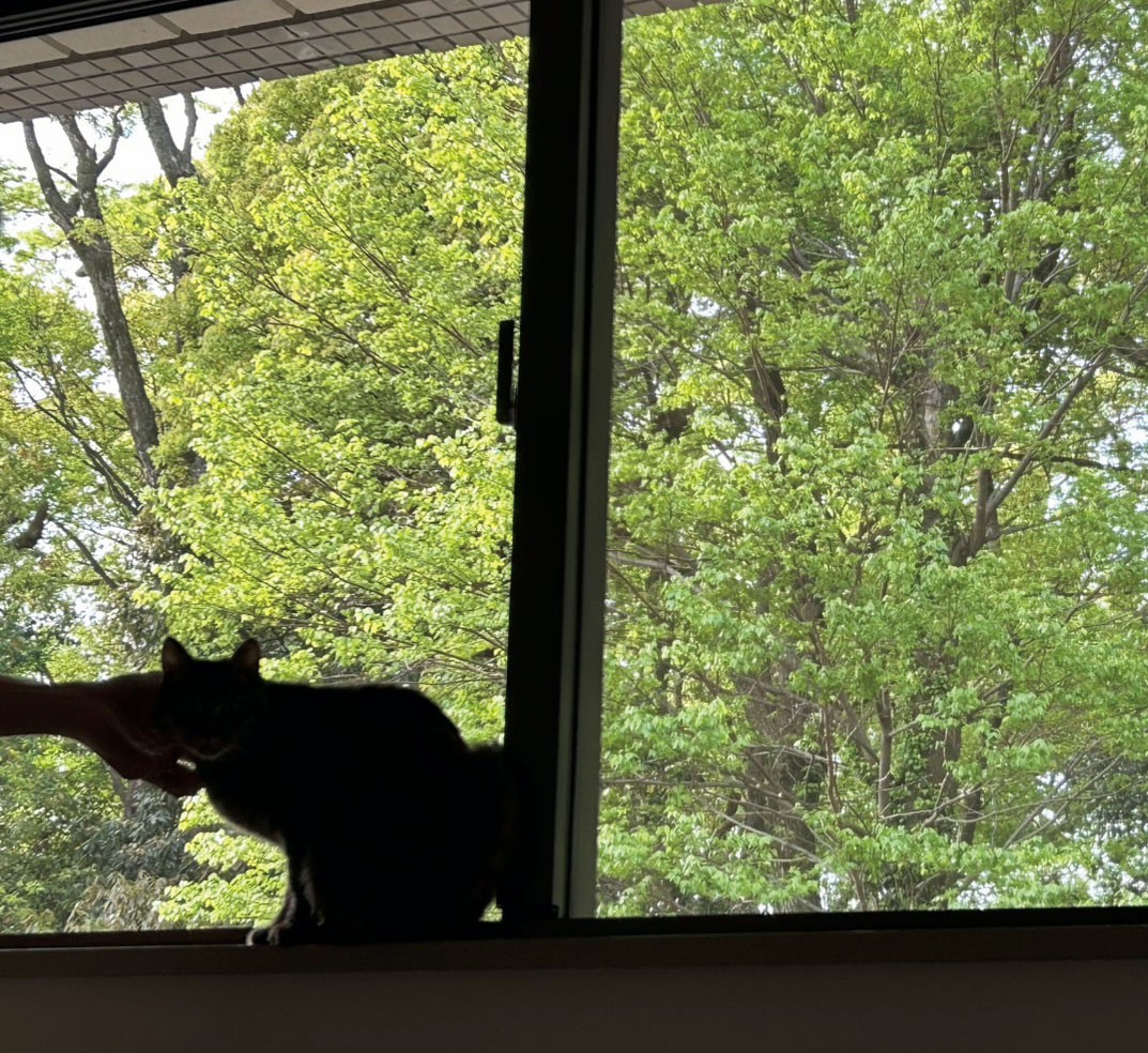 猫がいる暮らし。水川あさみとニコとコモ - Slide:12