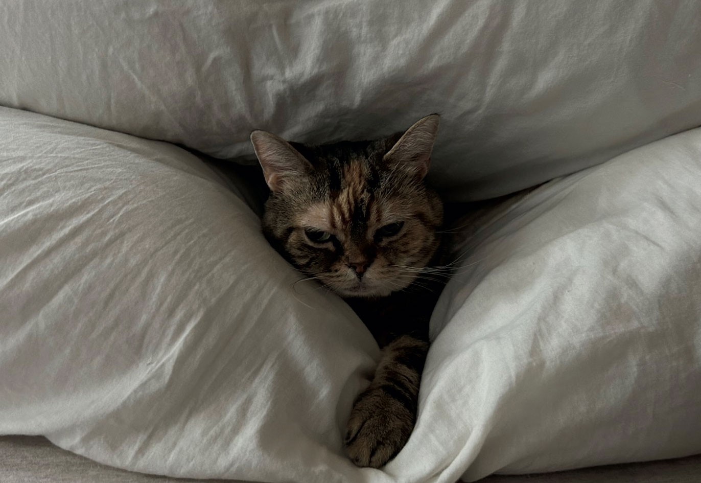 猫がいる暮らし。水川あさみとニコとコモ - Slide:6