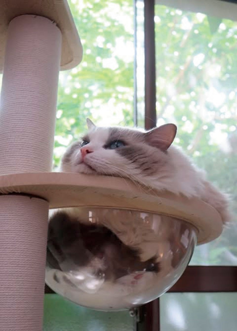 うちのにゃんこ自慢 vol.1 | 【GINZA】東京発信の最新ファッション＆カルチャー情報, image size:800x1117