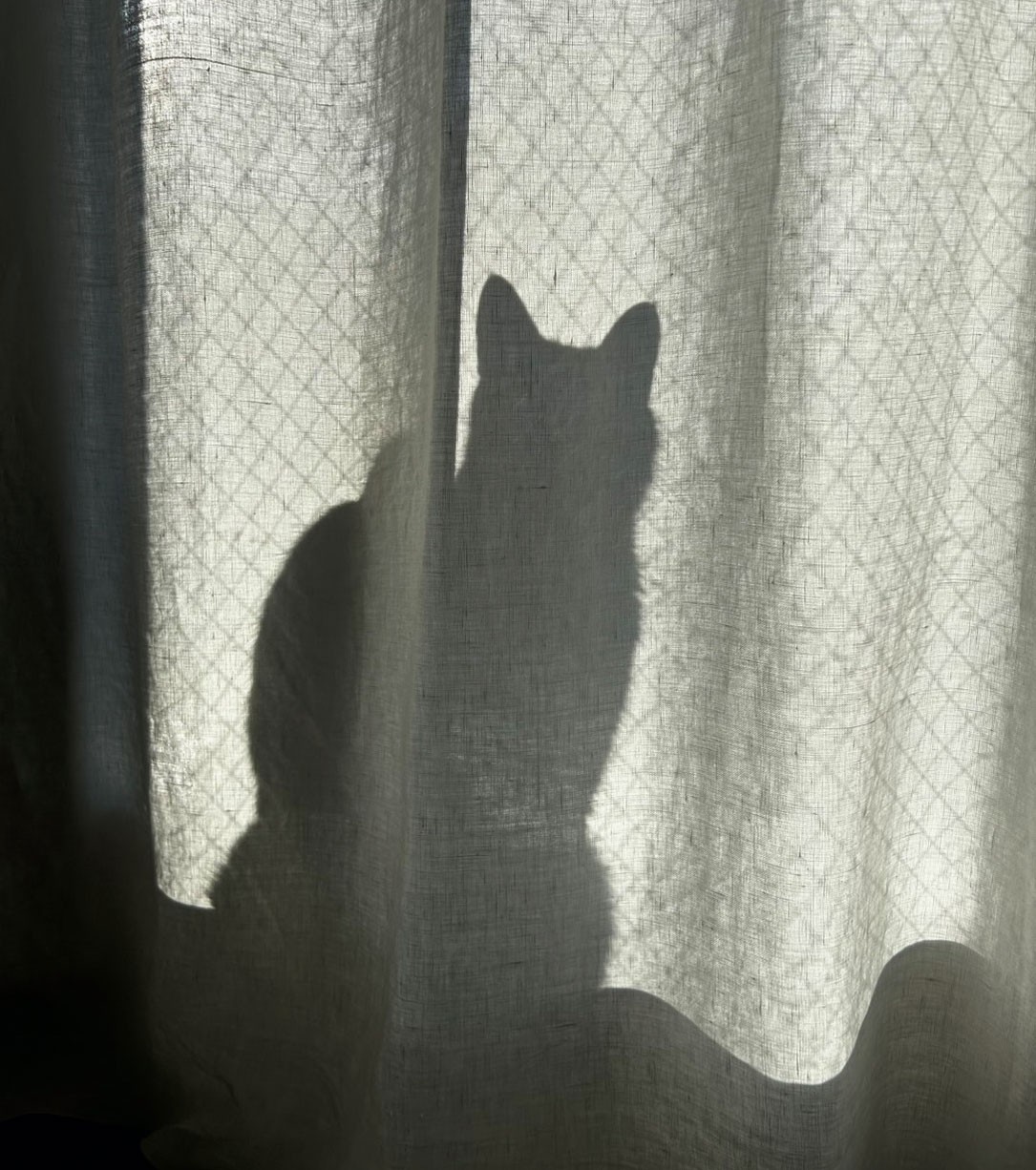 猫がいる暮らし。水川あさみとニコとコモ - Slide:7