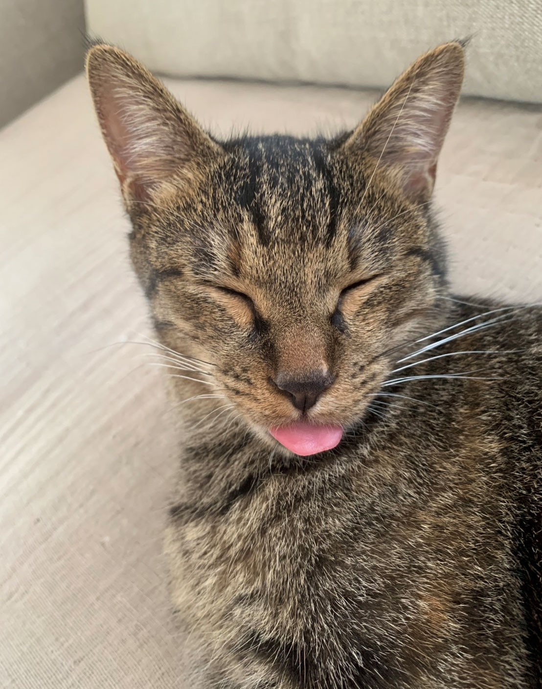 猫がいる暮らし。水川あさみとニコとコモ - Slide:8