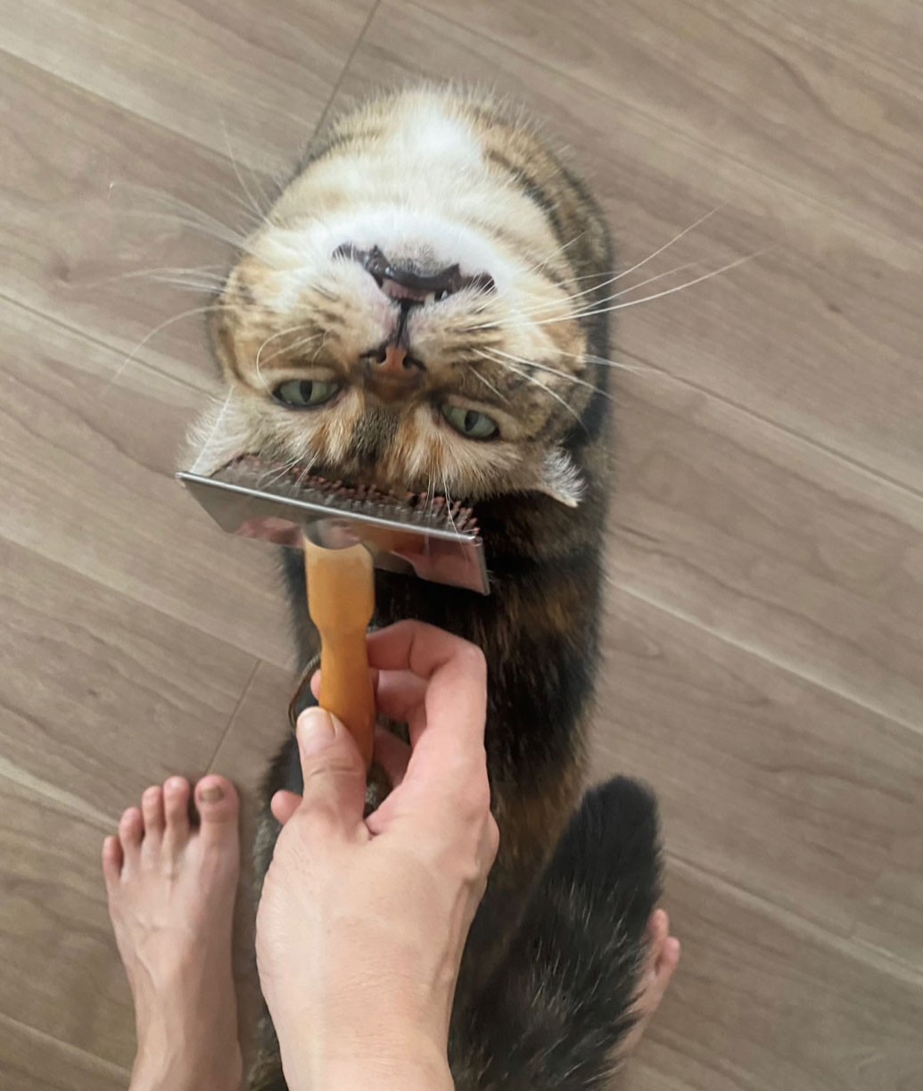 猫がいる暮らし。水川あさみとニコとコモ - Slide:10