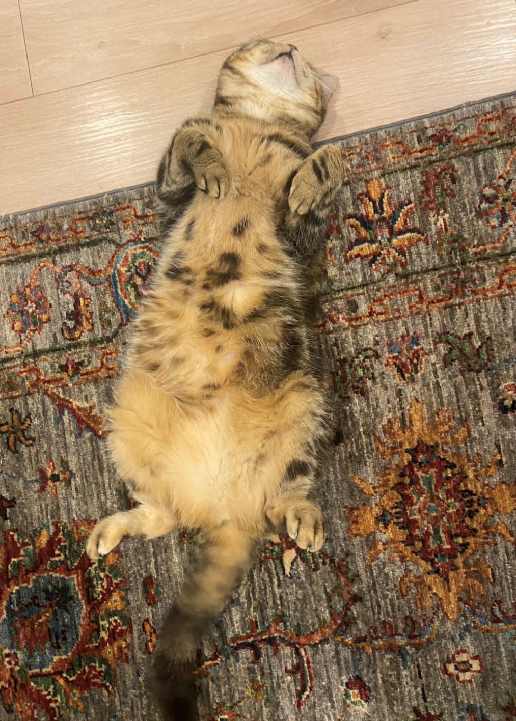 猫がいる暮らし。水川あさみとニコとコモ - Slide:9